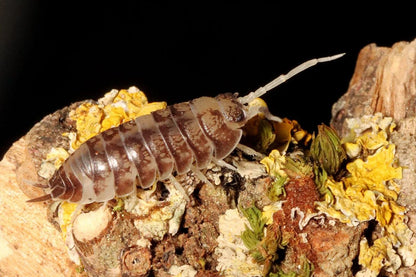 Cylisticus Convexus "Ukrain Pied"