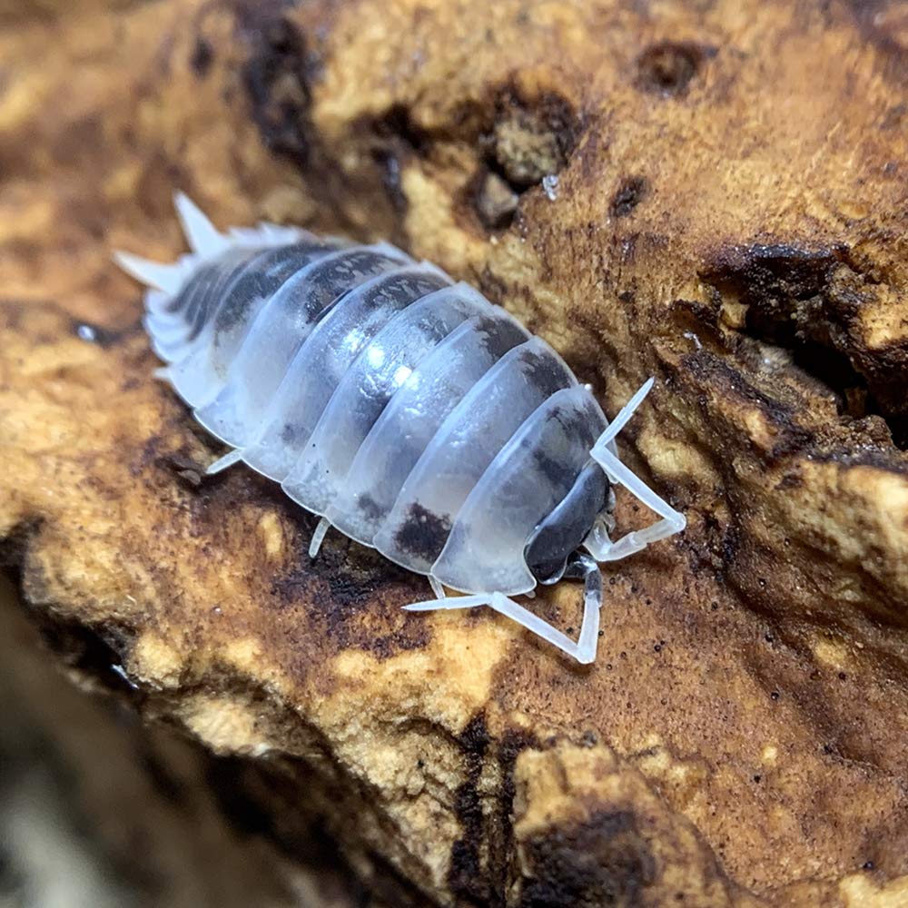 Porcellio laevis “Dairy Cow”