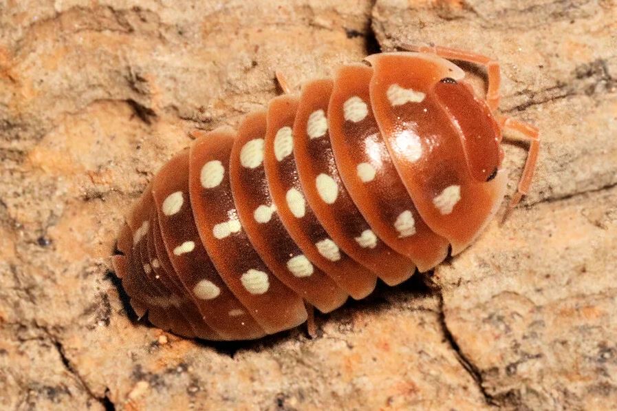 Armadillidium klugii "Dubrovnik red"