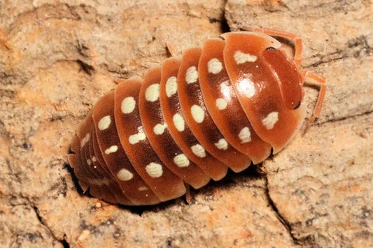 Armadillidium klugii "Dubrovnik red"