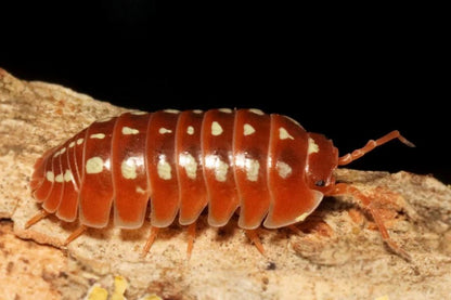 Armadillidium klugii "Dubrovnik red"
