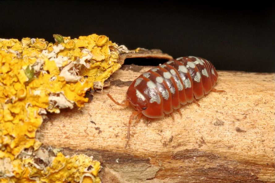 Armadillidium klugii "Dubrovnik red"