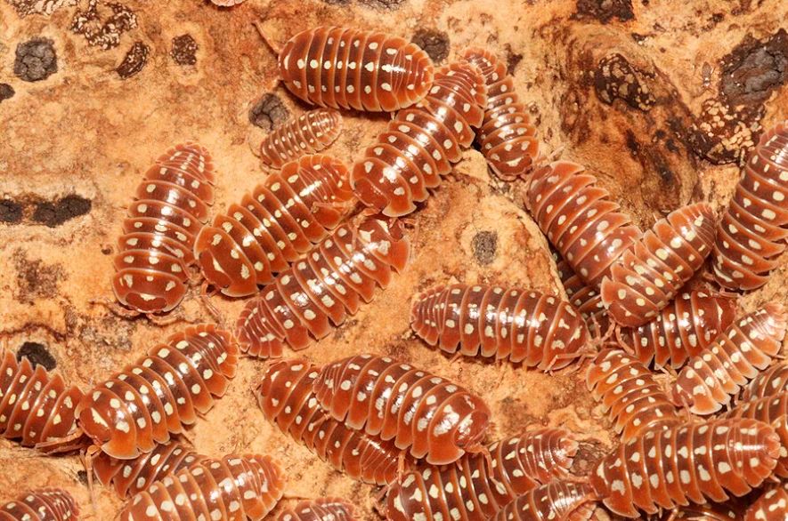 Armadillidium klugii "Dubrovnik red"