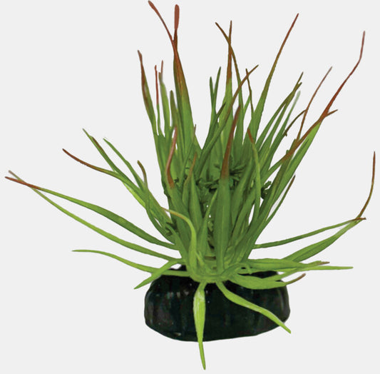 Repto - Tillandsia Ion