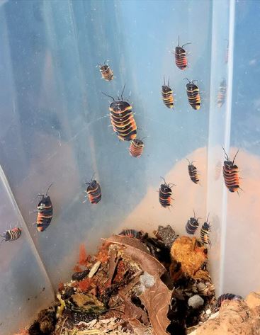 Ardentiella sp. "Ember Bee"