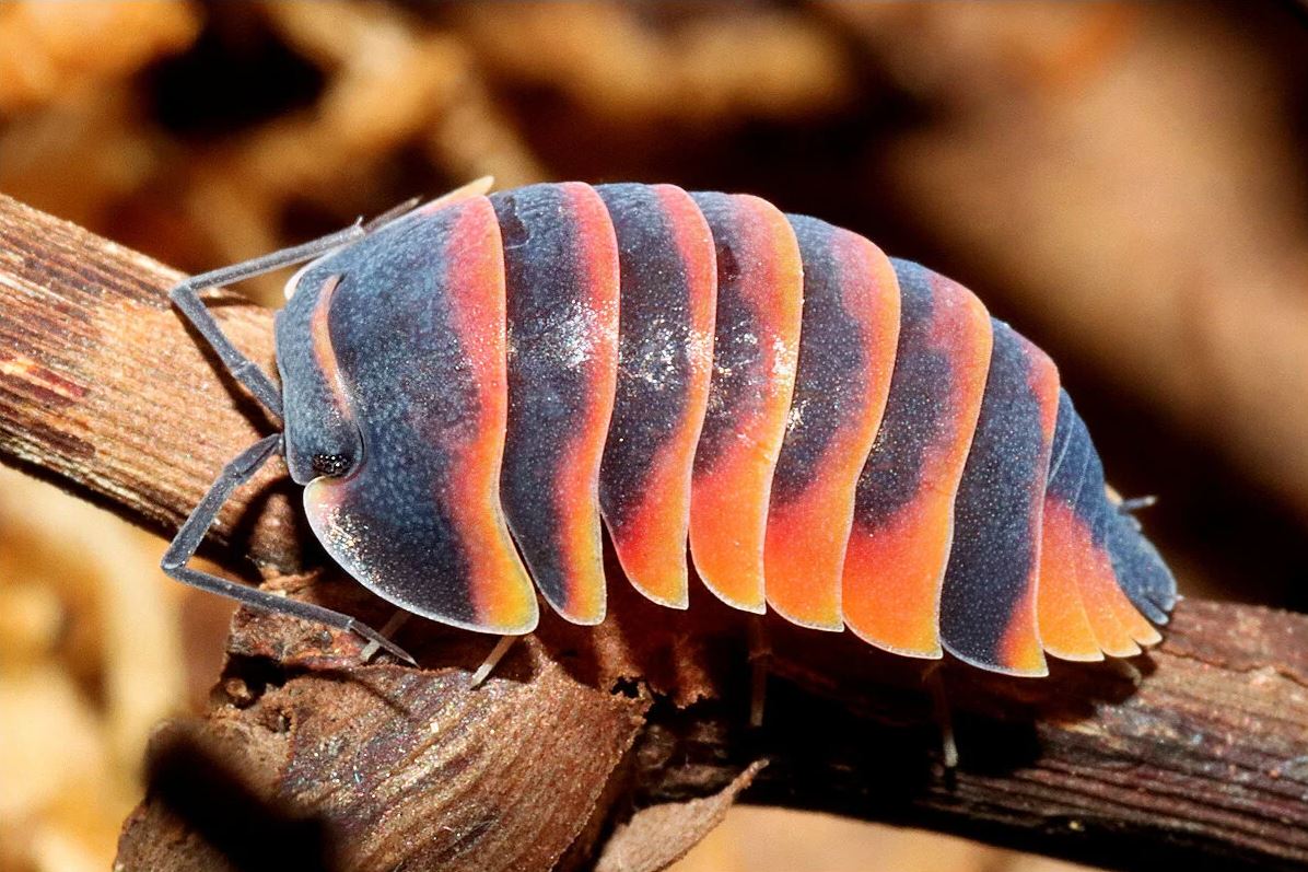 Ardentiella sp. "Ember Bee"