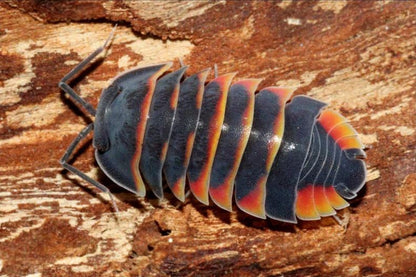 Ardentiella sp. "Ember Bee"