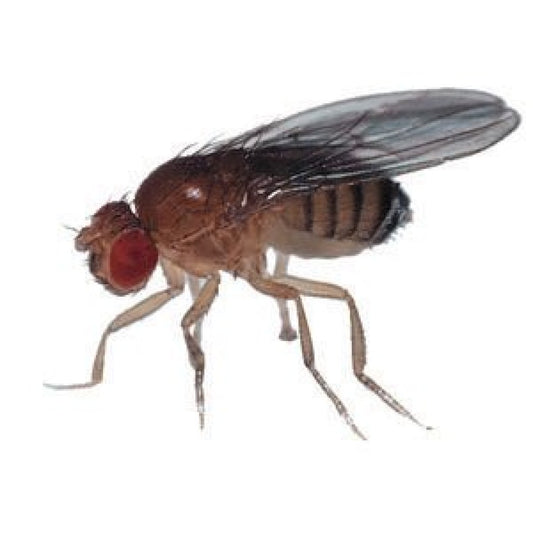 Fruit fly Small