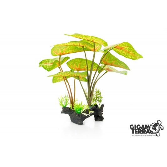 Гигантерра - Растение каладиум прямостоячее