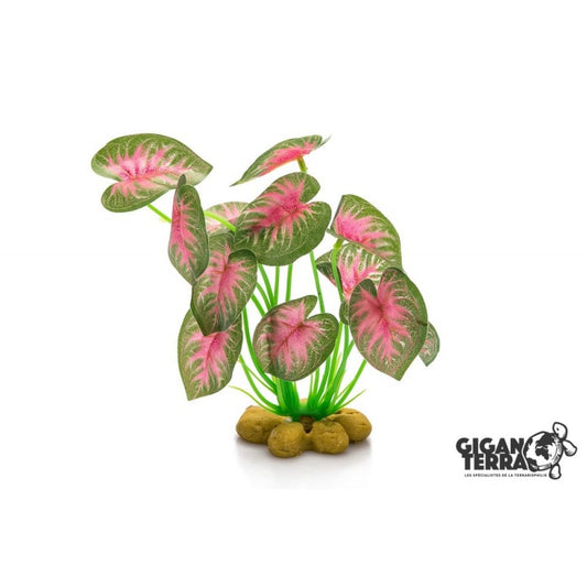 Гигантерра — Постоянное растение 4