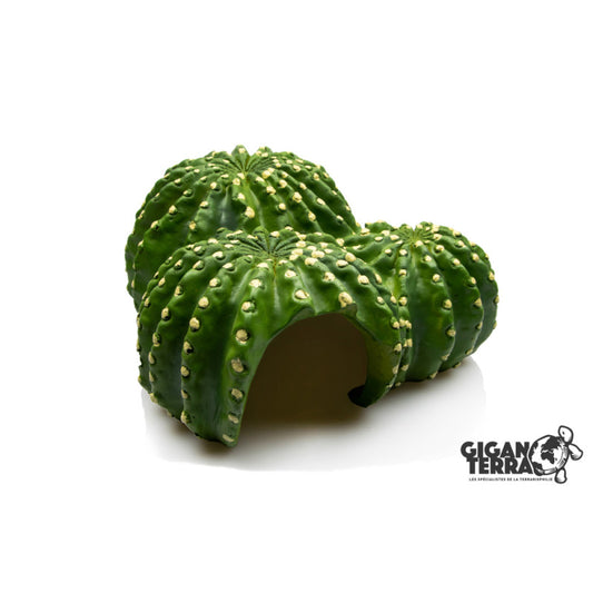 Giganterra - Cactus Grot