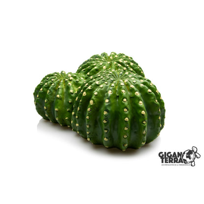 Giganterra - Cactus Grot