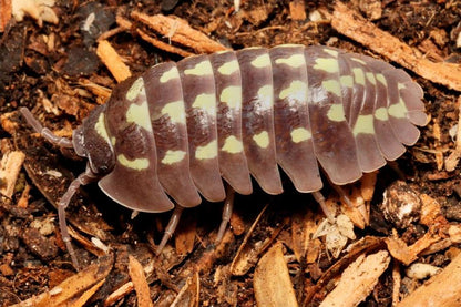 Armadillidium gestroi "White Spot"