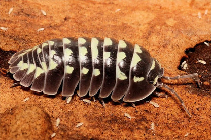 Armadillidium gestroi "White Spot"