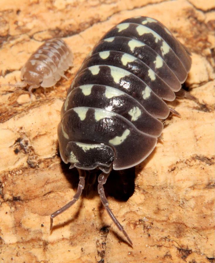 Armadillidium gestroi "White Spot"