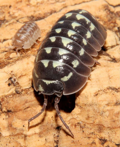 Armadillidium gestroi "White Spot"