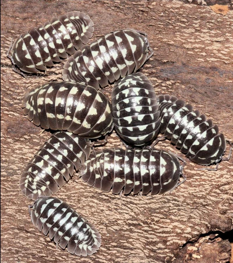 Armadillidium gestroi "White Spot"