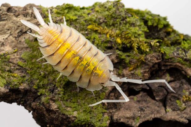 Porcellio bolivari "Yellow Ghost"