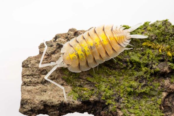 Porcellio bolivari "Yellow Ghost"