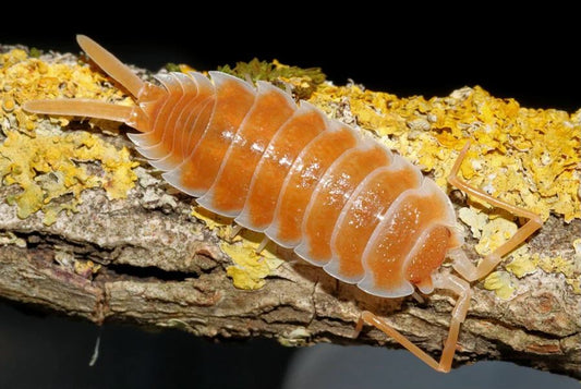 Porcellio Hoffmannseggii "Orange"