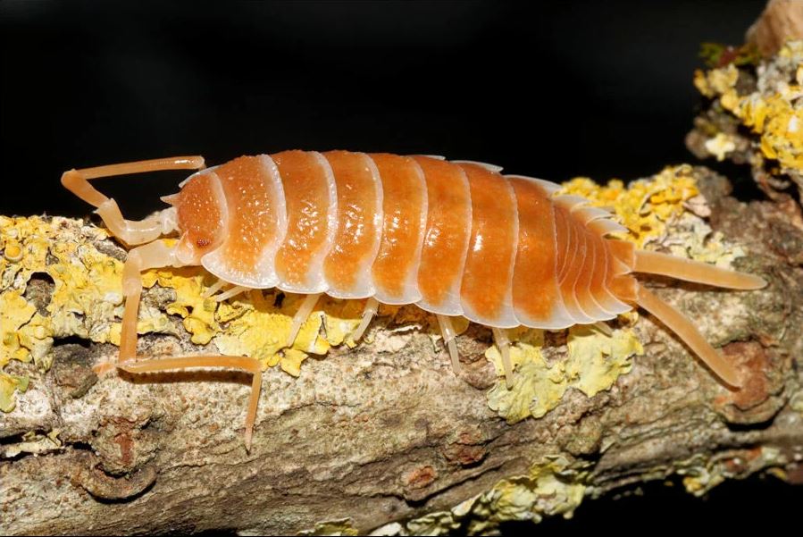 Porcellio Hoffmannseggii "Orange"