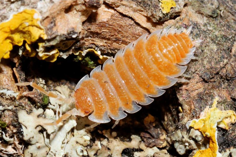 Porcellio Hoffmannseggii "Orange"
