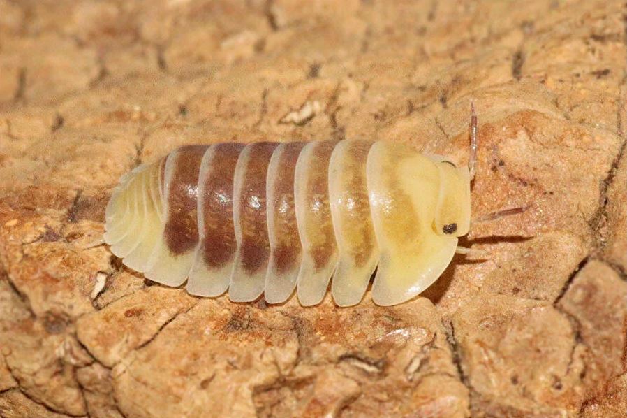 Cubaris sp. "Jupiter"