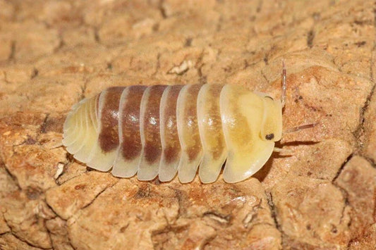 Cubaris sp. "Jupiter"