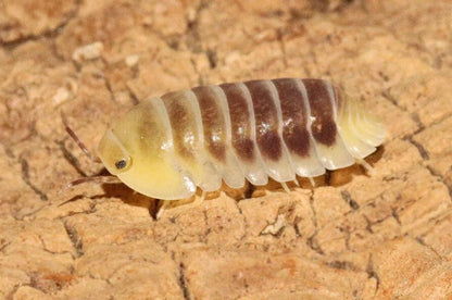 Cubaris sp. "Jupiter"