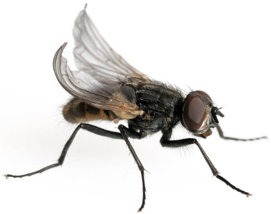 Curly flies