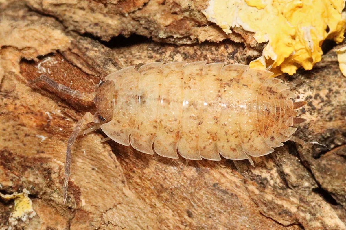 Porcellio scaber "Lemonade"