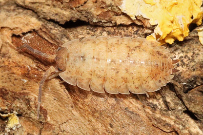 Porcellio scaber "Lemonade"