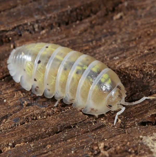 Armadillidium vulgare "magic potion"