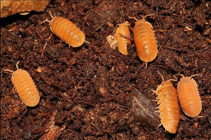 Cubaris murina "Mandarin"