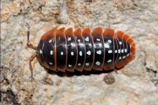 Armadillidium klugii "Montenegro"
