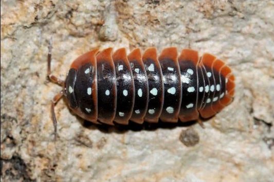 Armadillidium klugii "Montenegro"