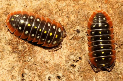 Armadillidium klugii "Montenegro"
