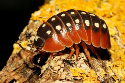Armadillidium klugii "Montenegro"