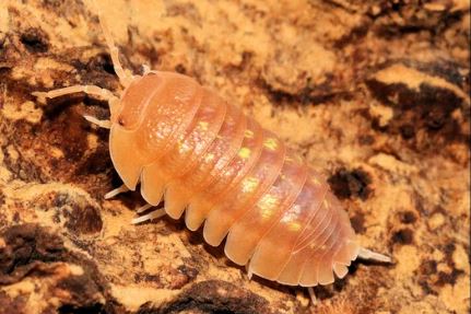 Armadillidium granulatum "Narunjito"