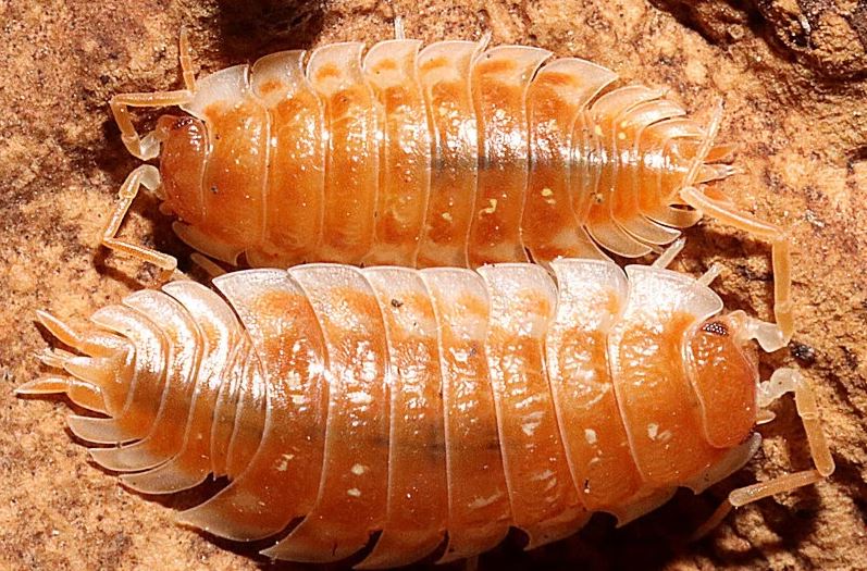Oniscus asellus "Orange"