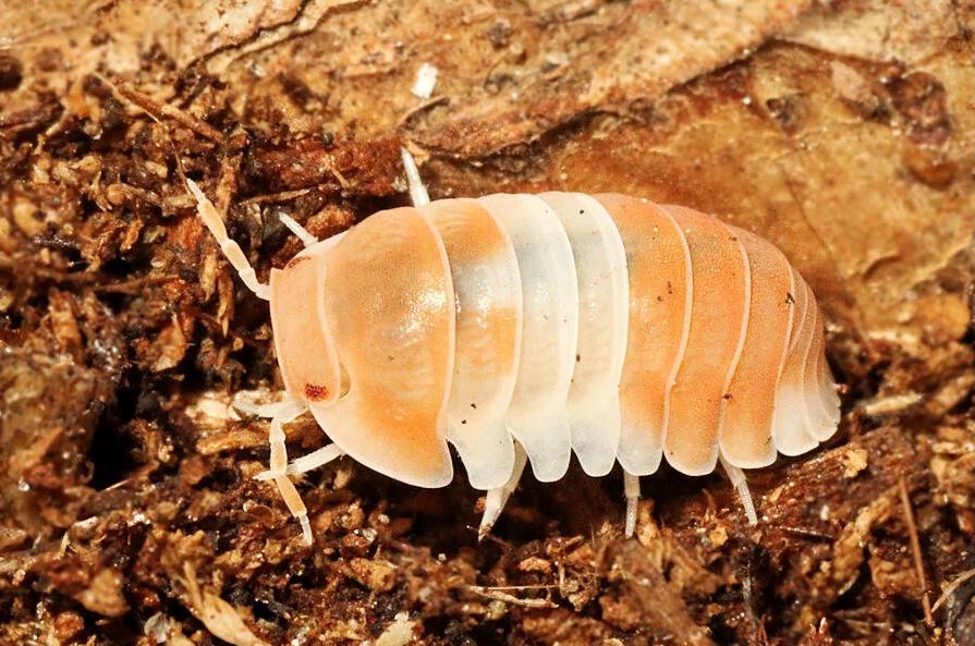 Cubaris sp. "Panda King Orange"