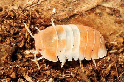 Cubaris sp. "Panda King Orange"