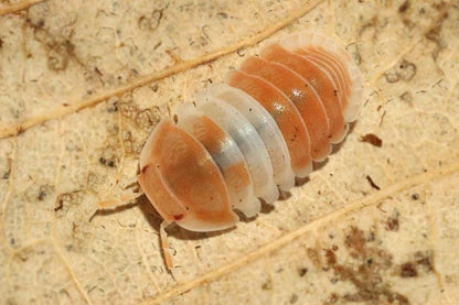 Cubaris sp. "Panda King Orange"