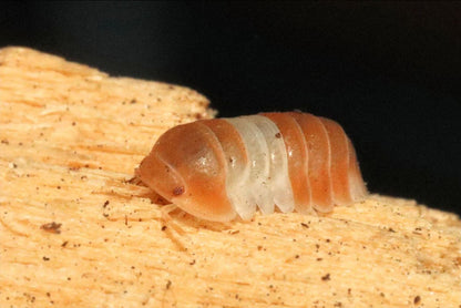 Cubaris sp. "Panda King Orange"