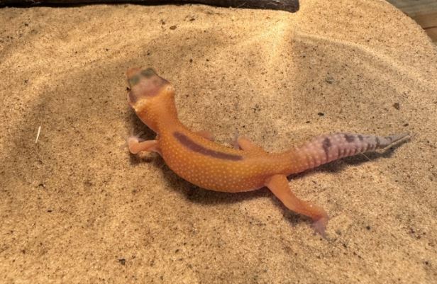 Luipaardgekko "Tangerine"