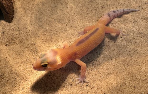 Luipaardgekko "Tangerine"