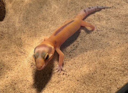 Luipaardgekko "Tangerine"