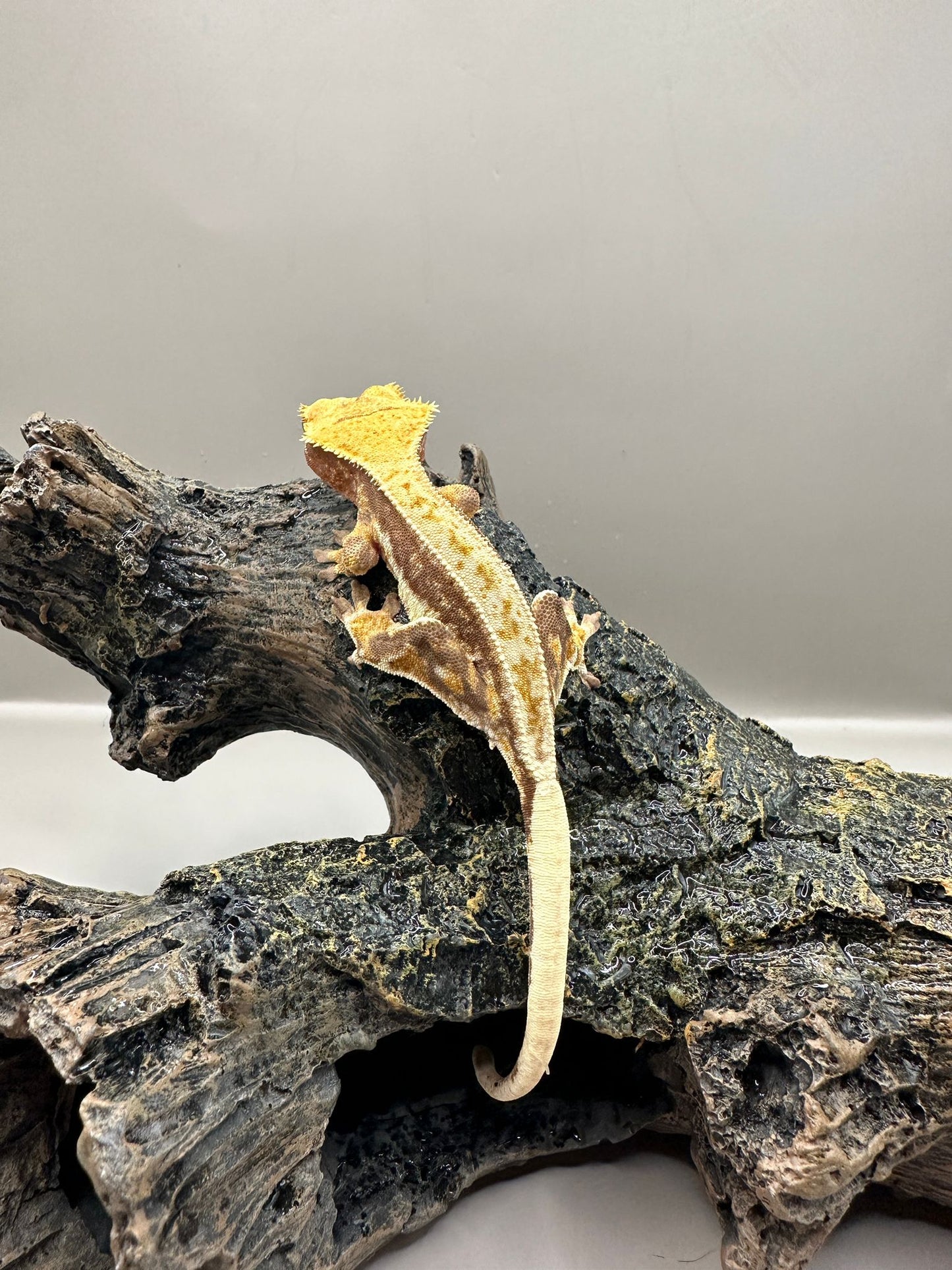 Wimpergekko 1