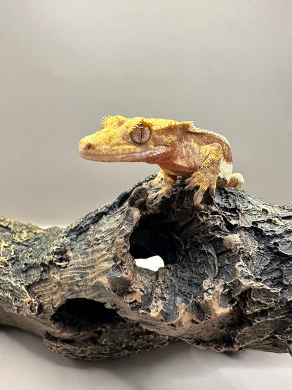 Wimpergekko 1