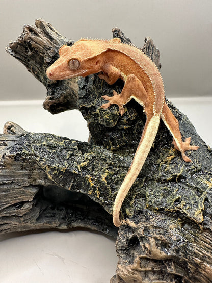 Wimpergekko 2